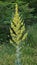 Flowering of the great mullein