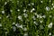 Flowering greater stitchwort