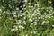 Flowering Greater stitchwort Rabelera holostea, syn. Stellaria holostea plants in wild nature