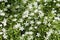 Flowering Greater stitchwort Rabelera holostea, syn. Stellaria holostea plants in wild nature