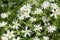 Flowering Greater stitchwort Rabelera holostea, syn. Stellaria holostea plants in wild nature