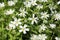Flowering Greater stitchwort Rabelera holostea, syn. Stellaria holostea plants in wild nature