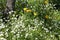 Flowering Greater stitchwort Rabelera holostea, syn. Stellaria holostea plants and yellow flowers of dandelions in wild nature