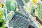 Flowering green cactus with white fluffy spots and yellow flowers buds. Background Cactus opuntia microdasys.