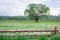 Flowering green field with lonely oak tree behind wooden fence