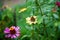 The flowering green of the garden after the rain in the summer. Potted plants on the street