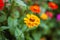 The flowering green of the garden after the rain in the summer. Potted plants on the street