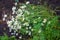 The flowering green of the garden after the rain in the summer. Potted plants on the street