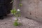 The flowering green of the garden after the rain in the summer. Potted plants on the street