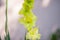 The flowering green of the garden after the rain in the summer. Potted plants on the street