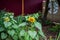 The flowering green of the garden after the rain in the summer. Potted plants on the street