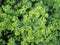 Flowering green leafy spurge in spring in the backyard