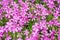 Flowering ground cover pink phlox