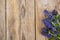 Flowering ground cover plants on wooden background.