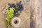 Flowering ground cover plants on wooden background.