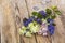 Flowering ground cover plants on wooden background.