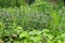 Flowering ground ivy