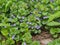 Flowering Ground-ivy - Glechoma hederacea