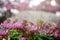 Flowering groundcover pink stonecrop in rockeries in the summer garden close-up