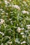 Flowering growing buckwheat plant in agricultural field.