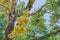 Flowering and growing of durian flowers on trees in April