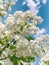 Flowering_of_growing_potatoes_Large_white_potato_flower_1690446336608_3