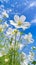 Flowering_of_growing_potatoes_Large_white_potato_flower_1690446336608_5