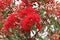 Flowering gum tree in early summer Victoria Australia