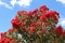 Flowering gum tree in summer Victoria Australia