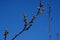 Flowering hamamelis virginiana in march in front of blue sky