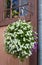 Flowering hanging basket