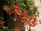 Flowering hanging shrub, in the blurred background a house wall with door