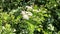 Flowering hawthorn branch swaying in the wind