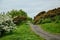 Flowering Hawthorn and flowering gorse.