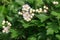 Flowering hawthorn or glod