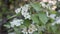 Flowering hawthorn. Hawthorn flowers close-up.