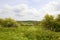 Flowering hawthorn hedgerow