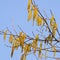 Flowering hazel hazelnut. Hazel catkins