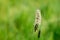 Flowering head of Meadow Foxtail grass against blurred green background