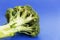 The flowering head and stalk of broccoli on a blue background in the corner of the shot