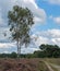 Flowering heath in the Buurserzand