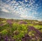 Flowering heath and sky