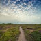 Flowering heath and sunset