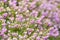 Flowering Heather. Erica Herbal..