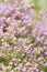 Flowering Heather. Erica Herbal..