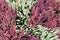 Flowering Heather Plant, Erica Flower, Calluna or Gardener Heather