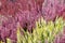 Flowering Heather Plant, Erica Flower, Calluna or Gardener Heather