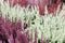 Flowering Heather Plant, Erica Flower, Calluna or Gardener Heather