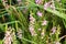 Flowering heathers