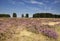 Flowering heathland Hoge Veluwe